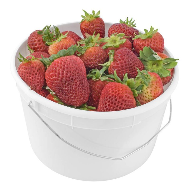 bucket strawberries 48247.1695399535